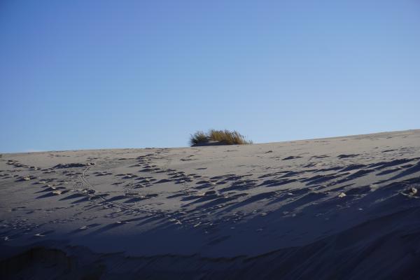 dune